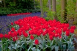 Keukenhof Gardens, The Netherlands